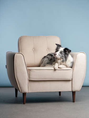 dog on a chair. Marble. Border Collie. pet indoor. against a blue wallの写真素材