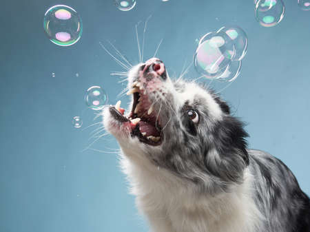 funny emotional dog, border collie catches soap bubbles on a blue background.