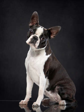 portrait of a dog on a black background. Attentive Boston Terrierの写真素材