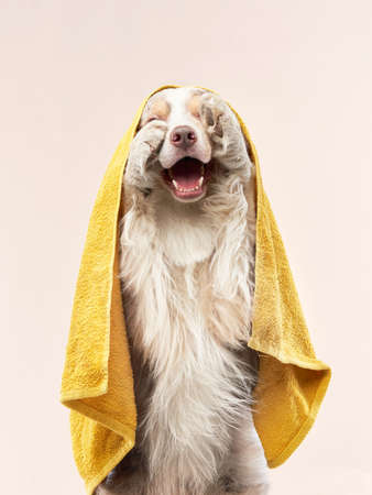 wet dog after shower. Border collie in a yellow towel. Pet washの写真素材