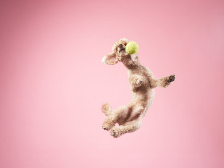 Funny active dog jumping with ball. happy small poodle on pink backgroundの写真素材