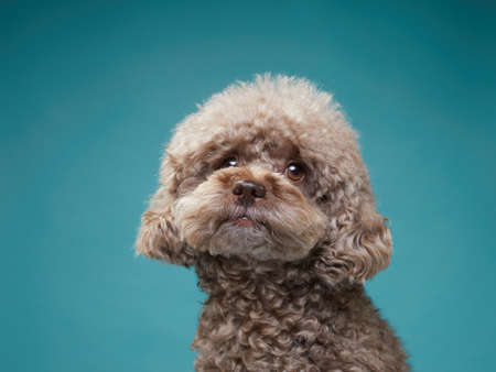 cute curly chocolate poodle. The dog is like a toy. Beautiful pet on a blue backgroundの写真素材