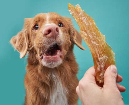 the red dog is eating a snack. Natural feeding of the pet.