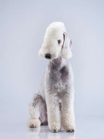 portrait of a dog White Bedlington. Charming pet in studioの写真素材