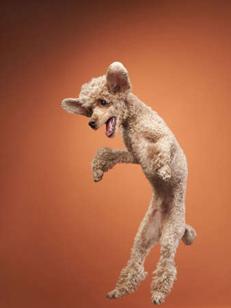 Funny active dog jumping , happy small poodle on orange backgroundの写真素材