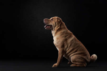 Shar Pei on black background. plicate dog