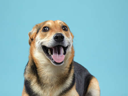 mix dog with big beautiful eyes. pet on blue background.の写真素材