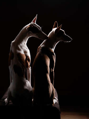 two dogs on sit with their backs to the camera. silhouette Slim spanish greyhound, podenko ibitsenkoの写真素材