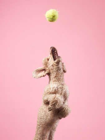 Funny active dog jumping and catches the ball. Funny small poodle on pink backgroundの写真素材