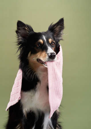 the dog is holding a towel in his teethl. Border collie at wash, grooming