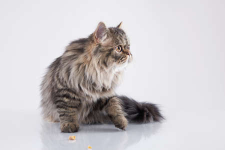 Scottish tabby cat on a light background. Pet in the studio.