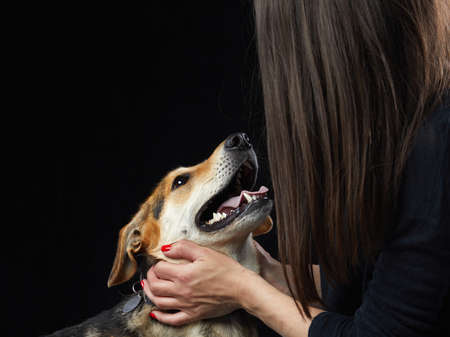 mix dog with big beautiful eyes. portrait pet with handsの写真素材