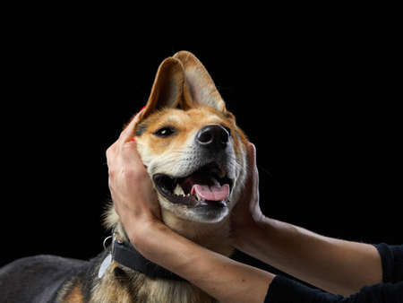 mix dog with big beautiful eyes. portrait pet with handsの写真素材