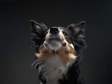 the dog catches a piece. expressive tricolor Border Collie. funny pet on blackの素材 [FY310171731920]