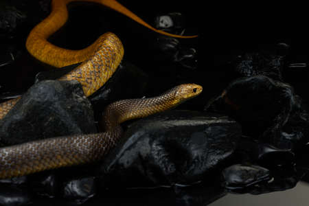 Drymarchon on the background of cameos, fog. snake artの写真素材
