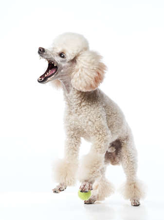 Funny active dog jumping. happy white small poodle