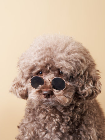 funny portrait of a dog with glasses. poodle on beige backgroundの写真素材
