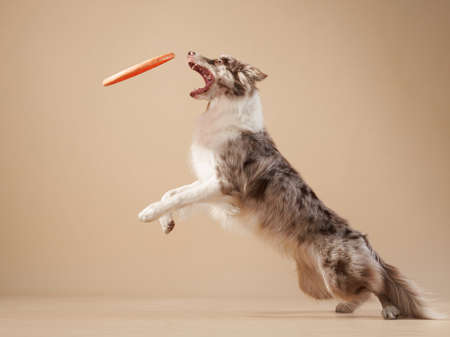 Dog catching plate on beige background.の写真素材
