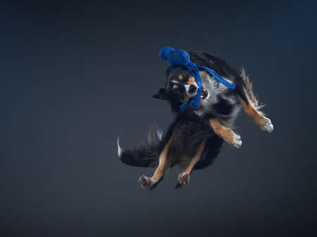Jumping border collie catches a toy. The movement of the dog in the studio. Sports with an active petの写真素材