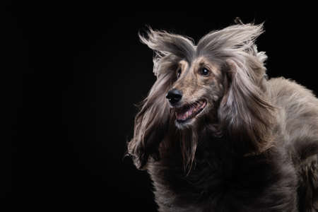 funny portrait of an Afghan hound on a black background. long-haired dog for excellent groomingの写真素材