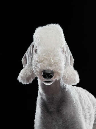 dog bedlington on a black background. close-up portrait, funny ears and noseの写真素材
