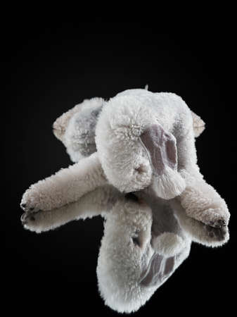 dog bedlington on a black background. Funny pet in the studio looks at his reflection in the mirrorの写真素材