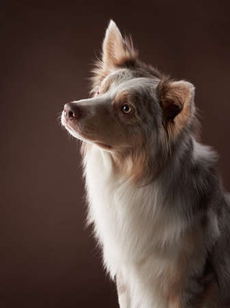 portrait of a dog on on brown background. marble fawn border collie in studioの写真素材