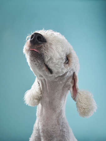 White Bedlington terrier.の写真素材