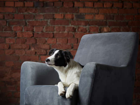 border collie puppy on an armchair, brick wall background. dog in a modern loft interior. indoor petの写真素材