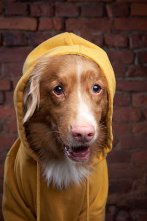 funny dog in a hood on a brick wall. Pet in a yellow sweatshirt. Nova Scotia duck tolling retriever in loft interior.の写真素材