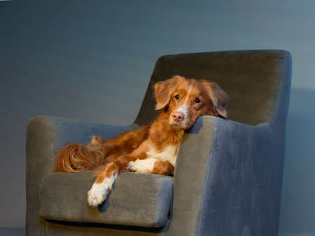 dog on a chair. Nova Scotia duck toller retriever in the studio. Pet indoors against a blue wallの写真素材