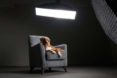 dog on a chair. Nova Scotia duck toller retriever in the studio. Pet indoors against a blue wallの写真素材