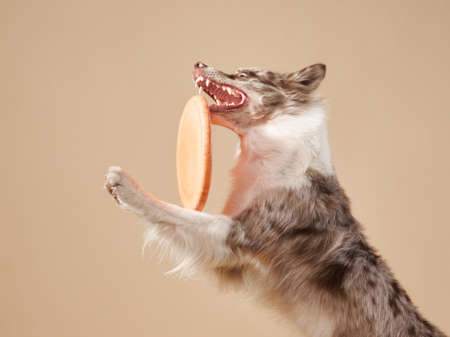 the dog catches disk. expressive marble Border Collie. funny pet on on a beige background