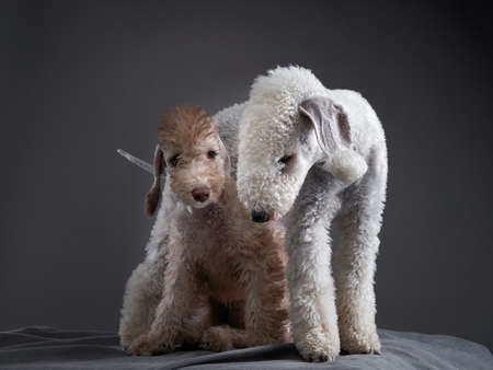 two dogs together. Puppy and adult Bedlington Terrier on a dark background. Pets in a photo studioの写真素材