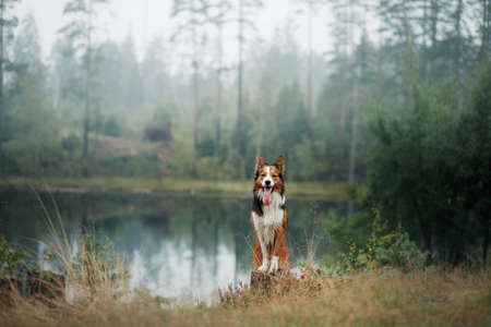 dog in the forest. Pet on the nature near lake. tracking. obedient border collie.の写真素材