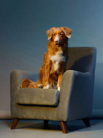 dog on a chair. Nova Scotia duck toller retriever in the studio. Pet indoors against a blue wallの写真素材