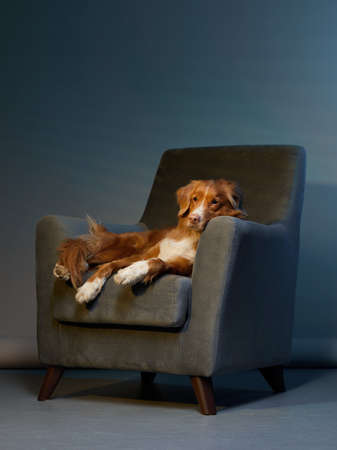 dog on a chair. Nova Scotia duck toller retriever in the studio. Pet indoors against a blue wallの写真素材