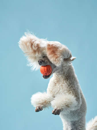 Funny active dog jumping with ball. happy small poodle on blue background