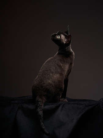 black kitten on a black background. Devon Rex cat