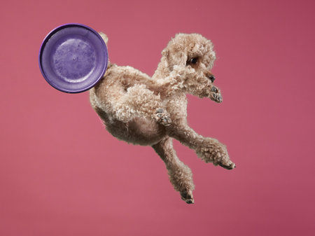 Funny active dog jumping with ball. happy small poodle on pink backgroundの写真素材