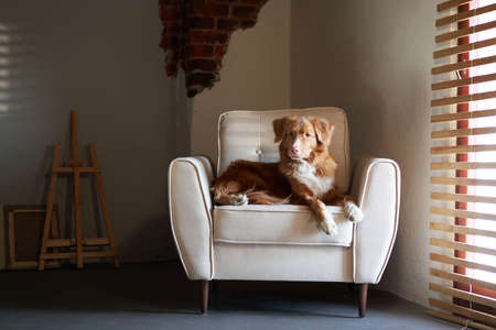 dog on a chair. Nova Scotia duck tolling retriever in the loft studio. Pet indoorsの写真素材