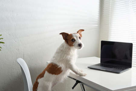 dog with a laptop. Jack russell terrier in a light office. pet at workの写真素材