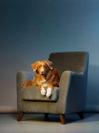 red dog on a chair. Nova Scotia duck tolling retriever at home Pet indoors against a blue wallの写真素材
