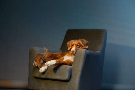red dog on a chair. Nova Scotia duck tolling retriever at home Pet indoors against a blue wallの写真素材