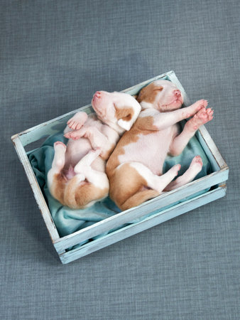 Newborn puppies in the decor. dog Spanish greyhound.の写真素材