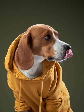 funny dog in a hood. Pet in a yellow sweatshirt. beagle on green
