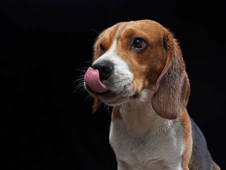 the dog stuck out its tongue. Funny Beagle on black background