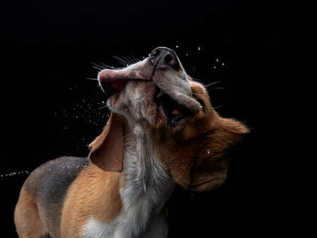 The dog shakes off, spray, wings. Wet pet. Funny beagle on black