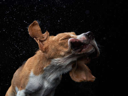 The dog shakes off, spray, wings. Wet pet. Funny beagle on blackの写真素材