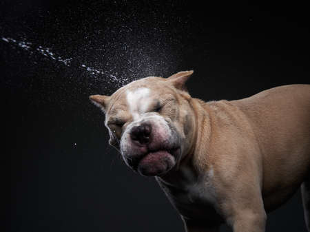 The dog shakes off, spray, wings. Wet pet. Funny puppy american bully on blackの写真素材